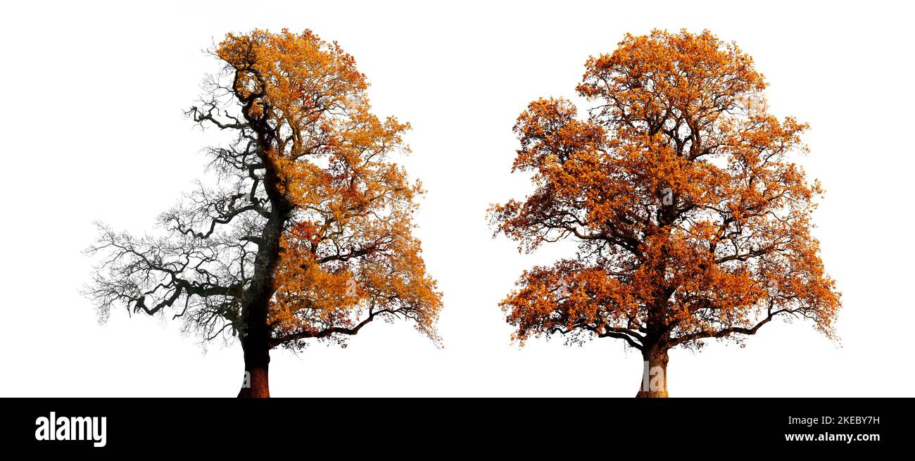 Vecchio albero di quercia con foglie autunnali isolato su sfondo bianco Foto Stock