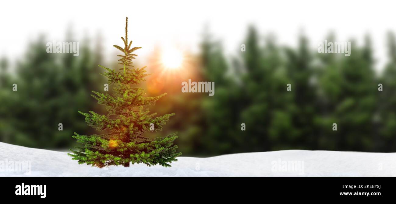 Verde albero di Natale di fronte a una foresta di abeti sullo sfondo Foto Stock