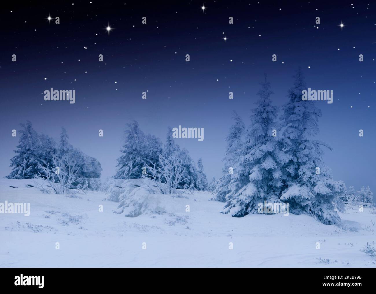 Abeti innevati in una fredda notte d'inverno Foto Stock