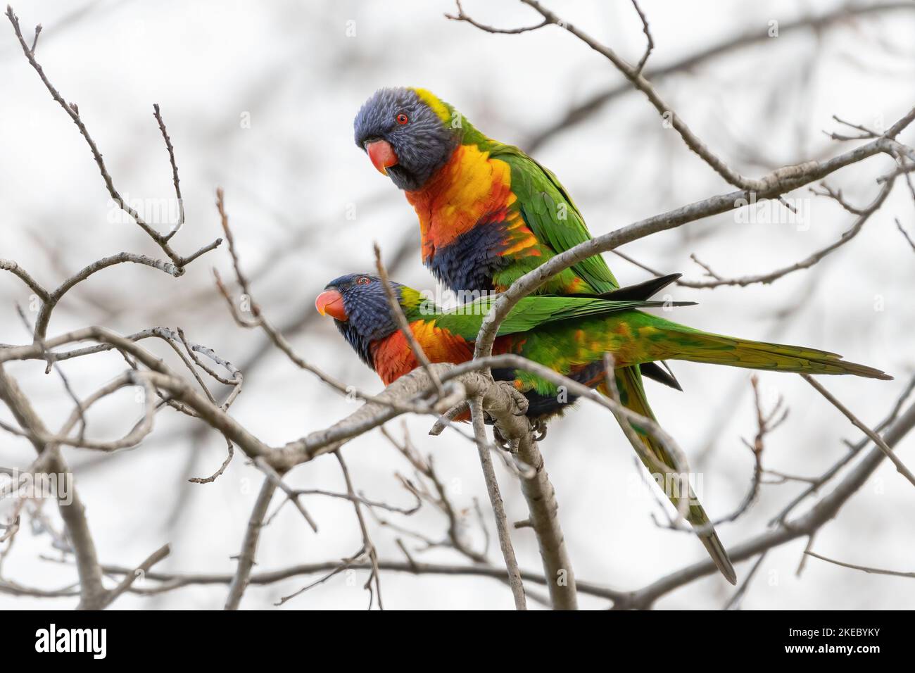 Arcobaleno lorikeet (Trichoglosso moluccanus) accoppiamento in un albero, Melbourne, Australia Foto Stock