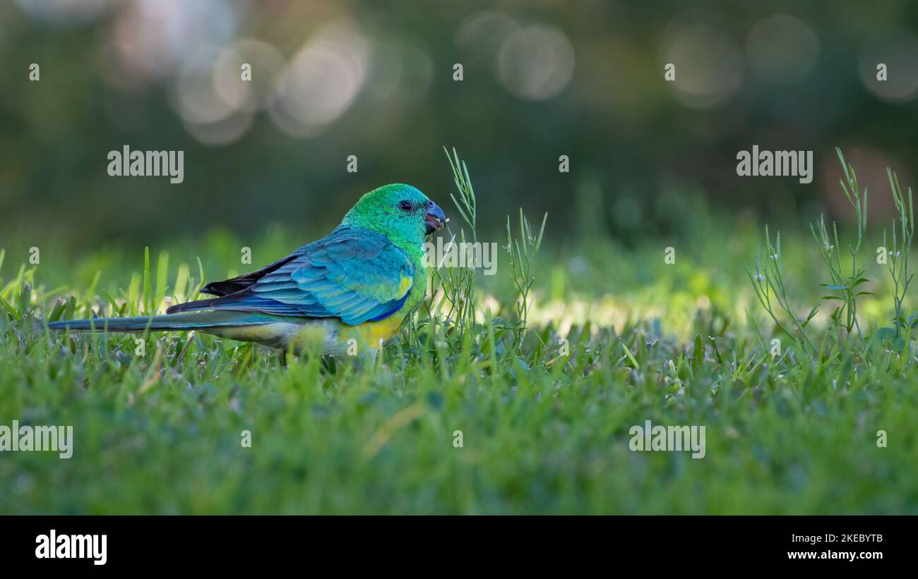 Pappagallo rosso-rumpato (Psephotus ematonotus) che si nutrono in erba, Sydney, Australia Foto Stock