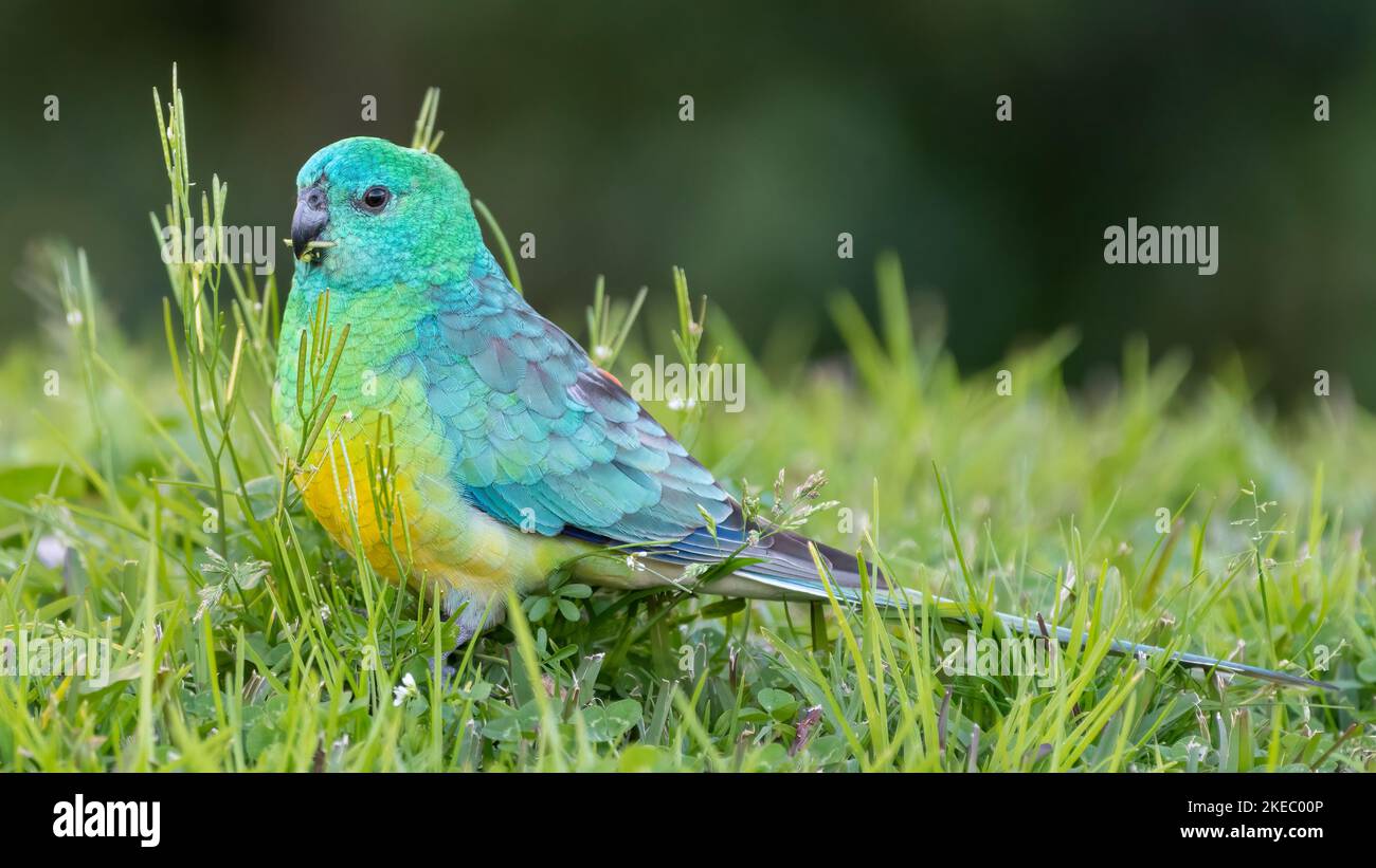 Pappagallo rosso-rumpato (Psephotus ematonotus) che si nutrono in erba, Sydney, Australia Foto Stock