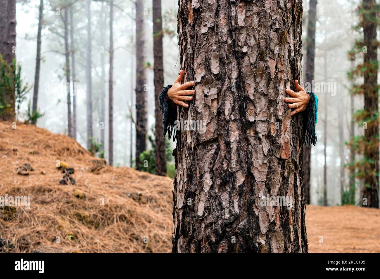 primo piano e ritratto di donna che abbraccia il corpo di un grande albero nella foresta - mani e braccia di persone che si prendono cura e che danno amore a una pianta magica Foto Stock