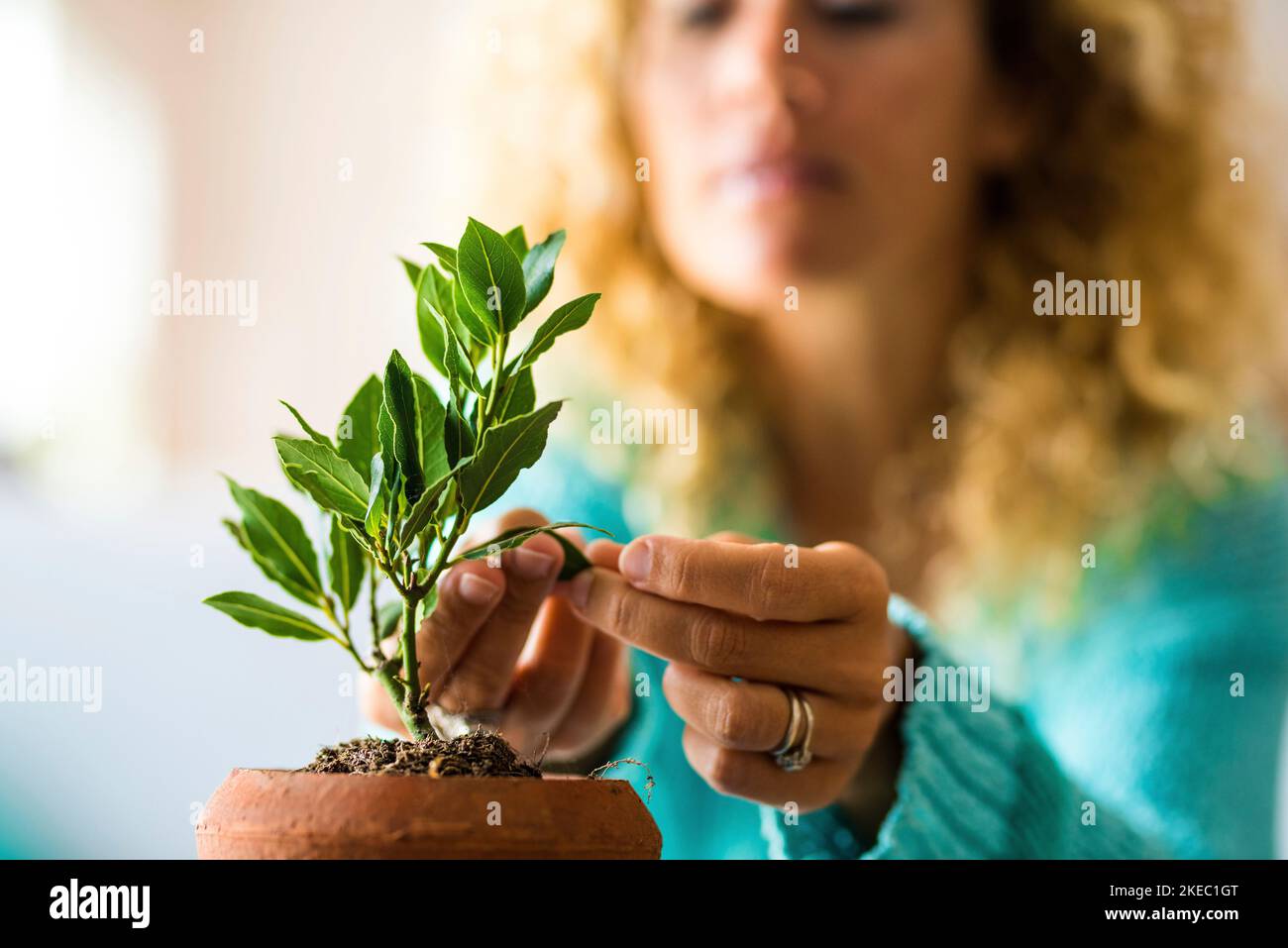 primo piano e ritratto della donna che si prende cura di una piccola pianta all'interno della sua casa - pianta che cresce Foto Stock