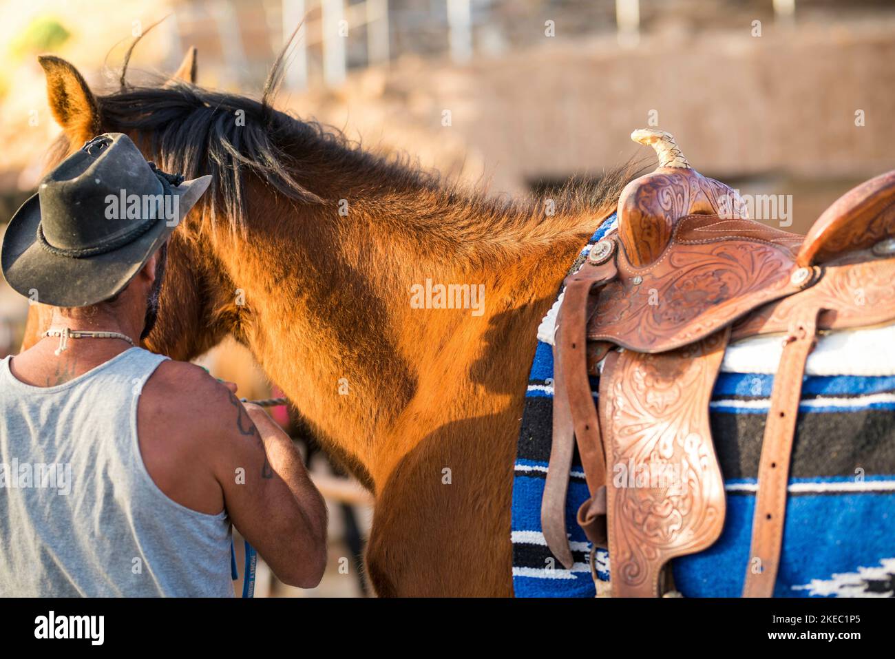 un adulto che si prende cura o prepara un cavallo a correre da solo in un ranch - cavallo sano e in forma Foto Stock