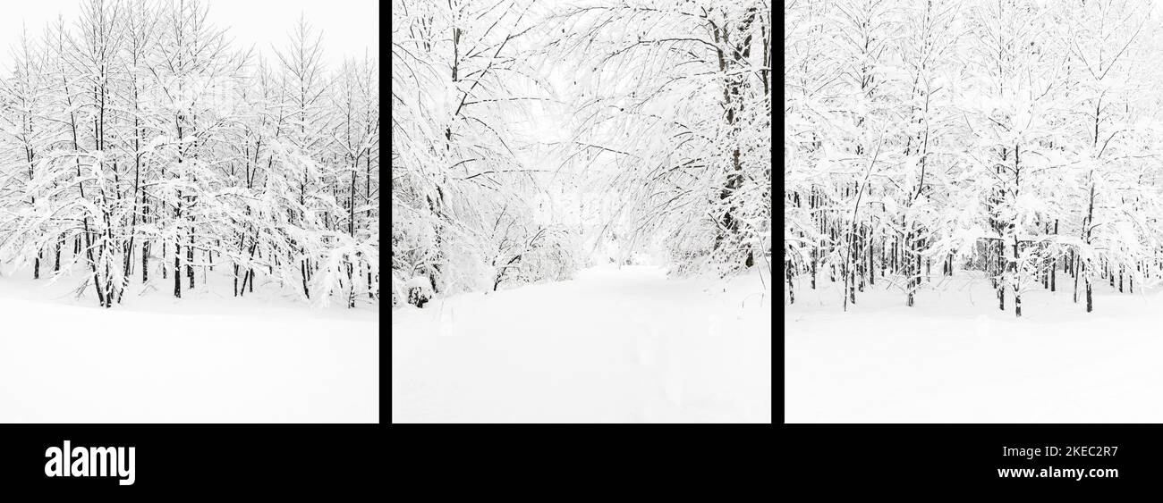 Coperta di neve alberi in inverno Foto Stock