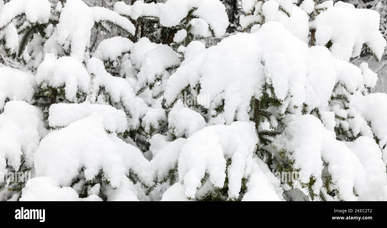 Alberi di abete coperti di neve, foto ravvicinata Foto Stock