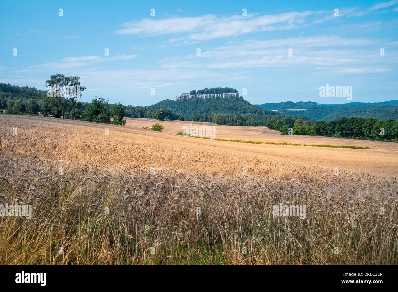 Vista su un campo di mais alla fortezza Königstein sul Malerweg in Sassonia di giorno in estate. Foto Stock