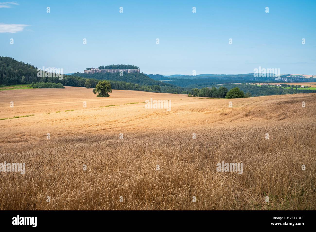 Vista su un campo di mais alla fortezza Königstein sul Malerweg in Sassonia di giorno in estate. Foto Stock