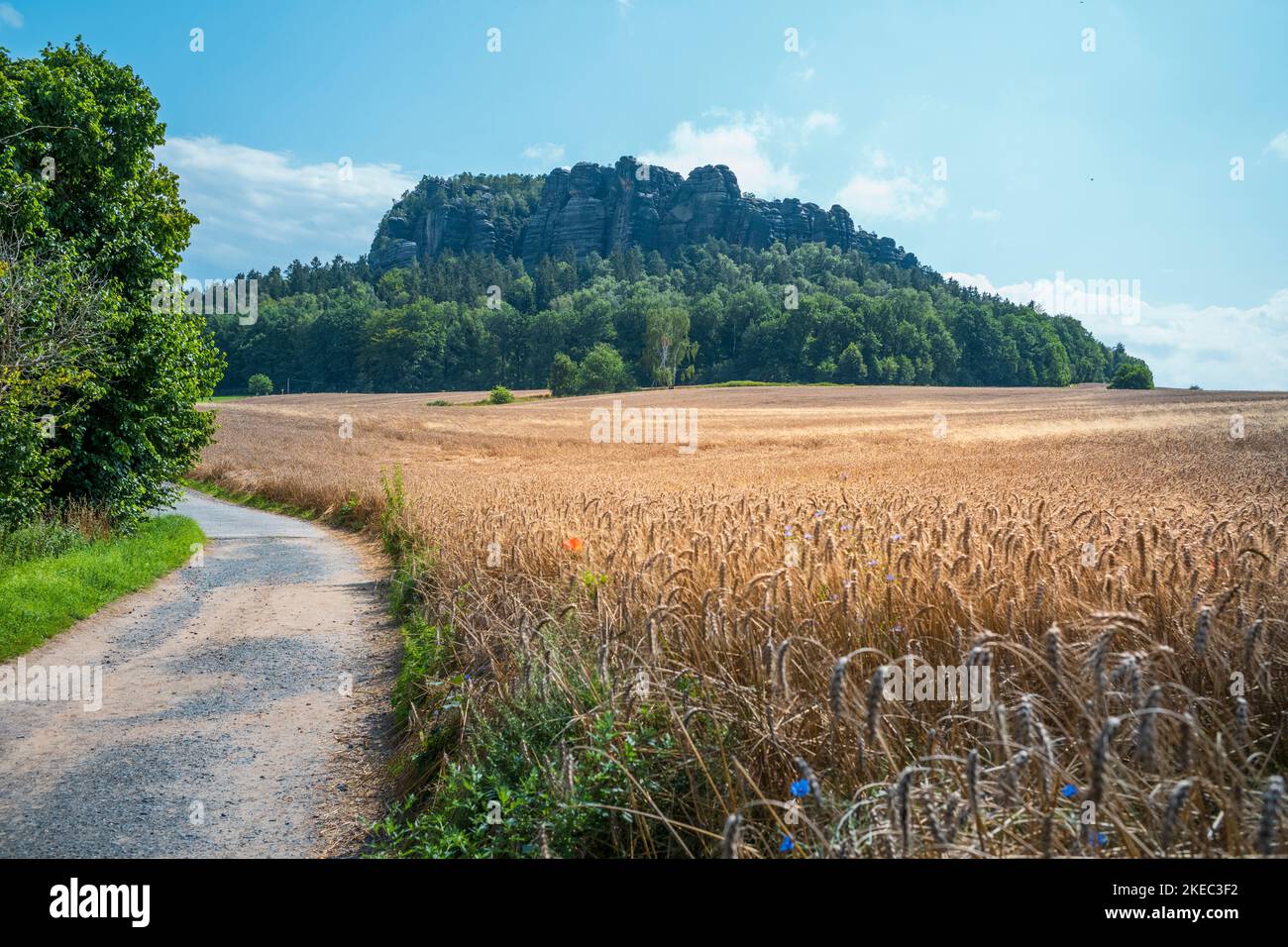 Sentiero escursionistico a Pfaffenstein sul Malerweg in Sassonia durante il giorno d'estate. Foto Stock