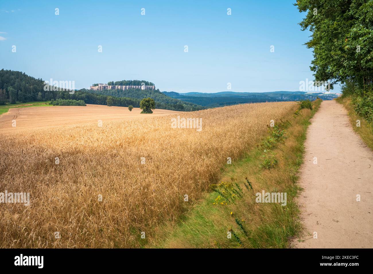 Vista su un campo di mais alla fortezza Königstein sul Malerweg in Sassonia di giorno in estate. Foto Stock