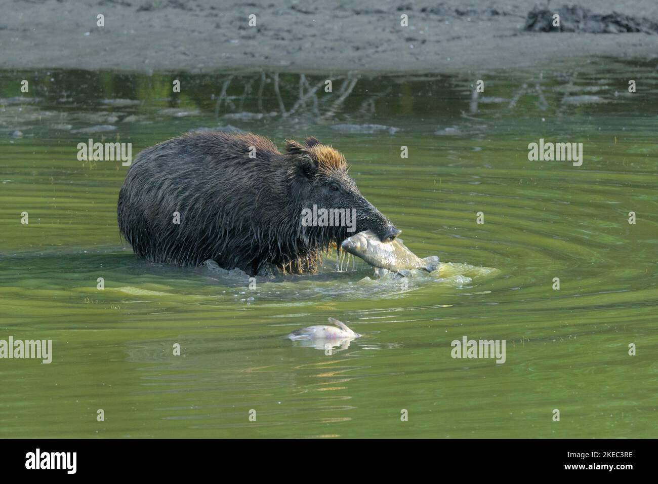 Cinghiale (Sus scrofa) con un pesce morto (orata) nella penna, scrofa, maggio, estate, Assia, Germania, Europa Foto Stock