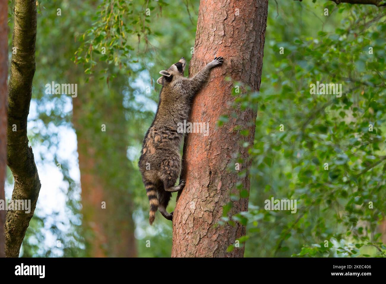 Raccoon (Procyon Lotor) arrampicata su un albero, estate, Assia, Germania, Germania Foto Stock