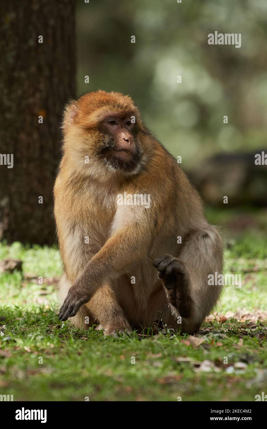 Macaca sylvanus, Berberaffe, Magot, macaco barbaro, scimmia barbaro Foto Stock