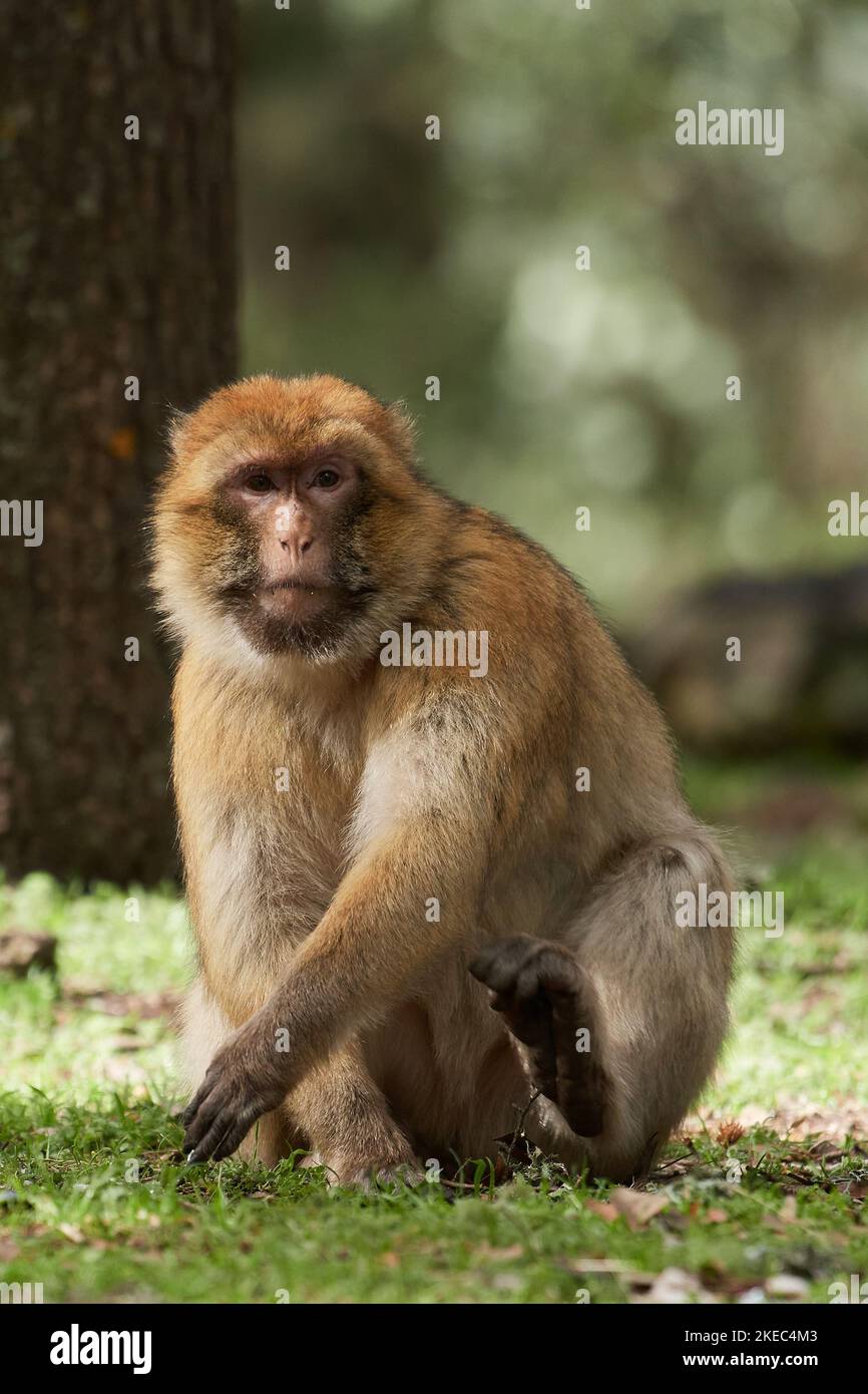 Macaca sylvanus, Berberaffe, Magot, macaco barbaro, scimmia barbaro Foto Stock