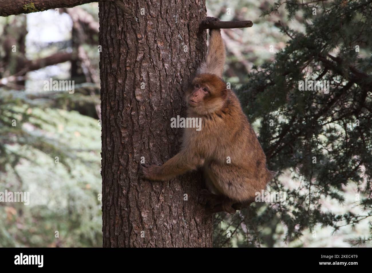 Macaca sylvanus, Berberaffe, Magot, macaco barbaro, scimmia barbaro Foto Stock