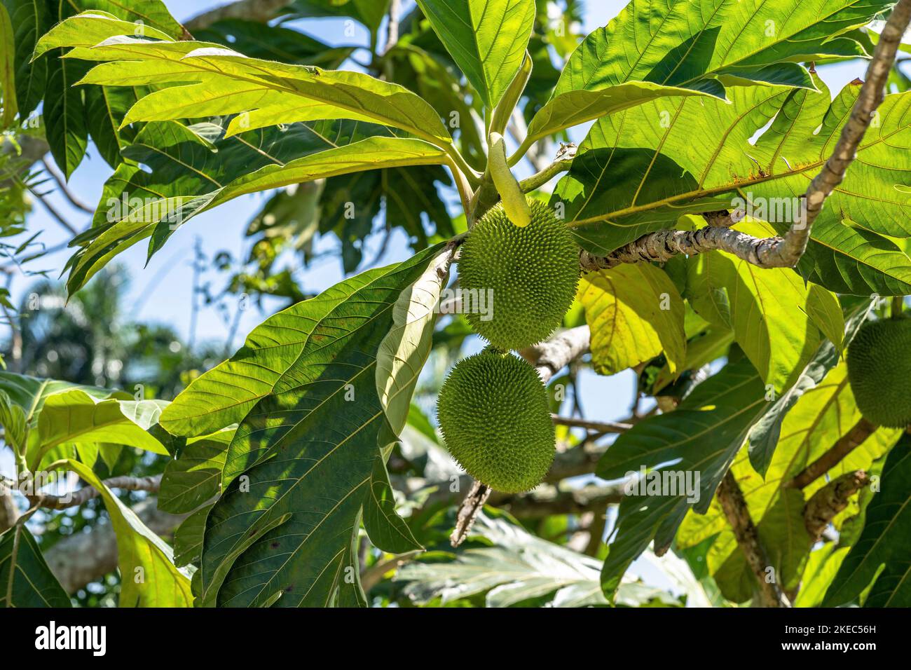 Nord America, Caraibi, grandi Antille, Isola di Hispaniola, Repubblica Dominicana, Provincia di Santiago, albero di pane con frutta Foto Stock