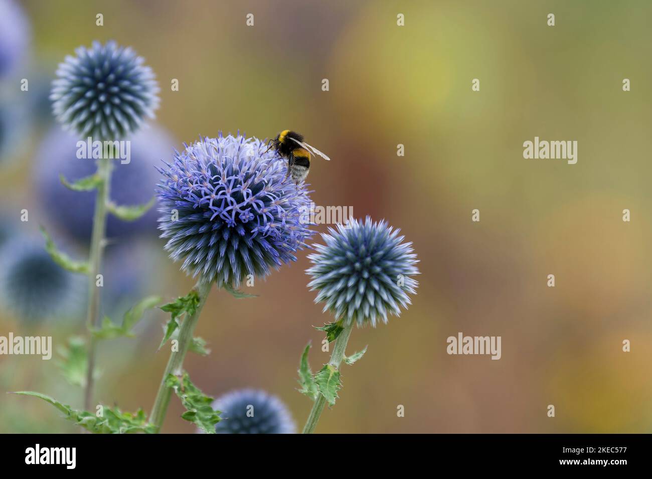 Bumblebee dalla coda bianca sul fiore di un cardo globo, Germania Foto Stock
