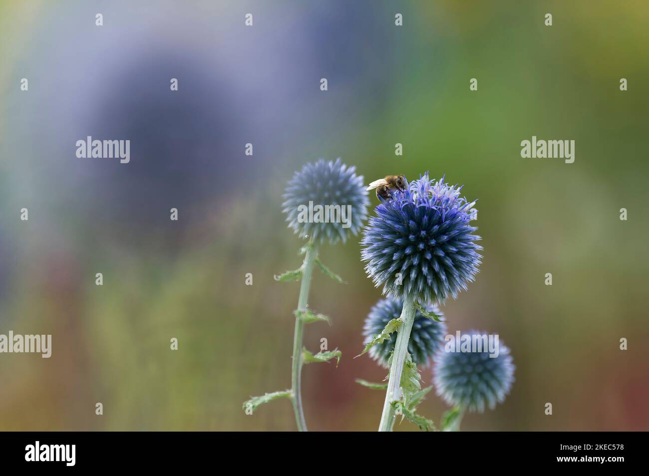 Bumblebee dalla coda bianca sul fiore di un cardo globo, Germania Foto Stock