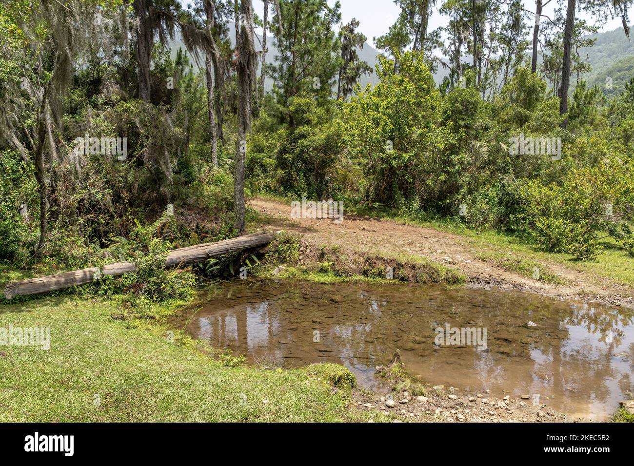 Nord America, Caraibi, grandi Antille, Isola di Hispaniola, Repubblica Dominicana, Cordillera centrale, Parque Nacional Armando Bermúdez, piccolo laghetto in alta valle Valle del Tetero Foto Stock