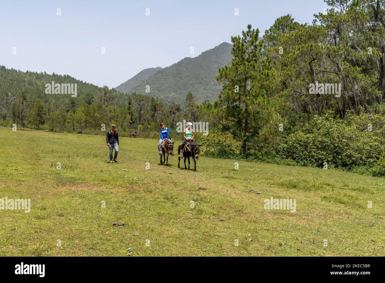 Nord America, Caraibi, grandi Antille, Isola di Hispaniola, Repubblica Dominicana, Cordillera centrale, Parque Nacional Armando Bermúdez, escursionisti su muli nella verde alta valle del Tetero Foto Stock