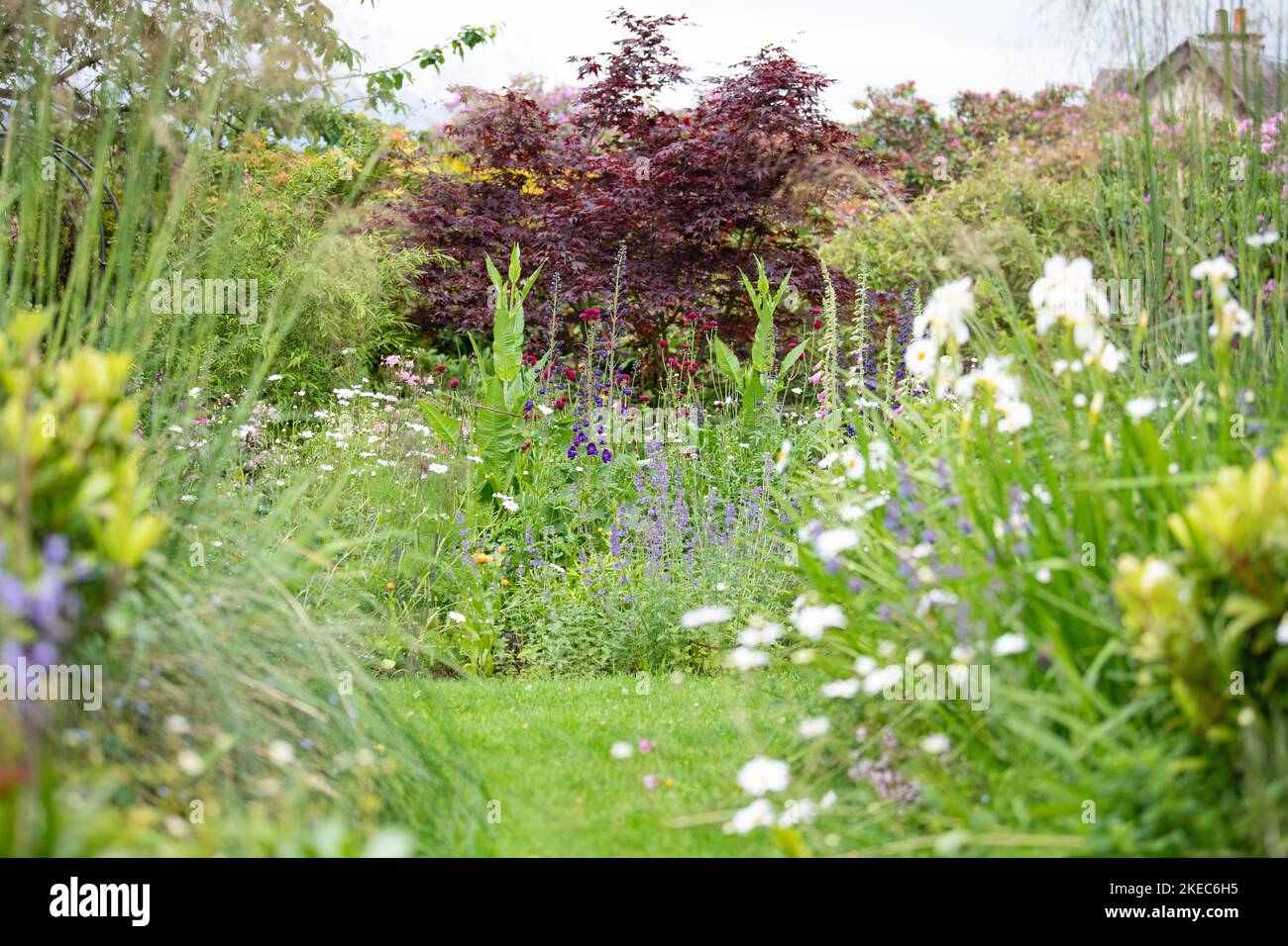 Giardino faunistico con confini piantati in modo informale tra cui perenni e fiori selvatici - Scozia, Regno Unito Foto Stock