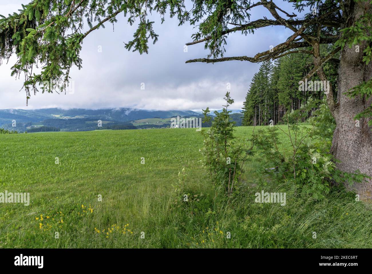 Europa, Germania, Germania meridionale, Baden-Wuerttemberg, Foresta Nera, Vista da Fahrenberger Höhe Foto Stock