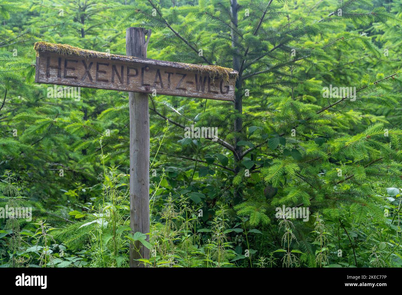 Europa, Germania, Germania meridionale, Baden-Wuerttemberg, Foresta Nera, Cartello in legno sul sentiero Hexenplatz in direzione Kandern Foto Stock