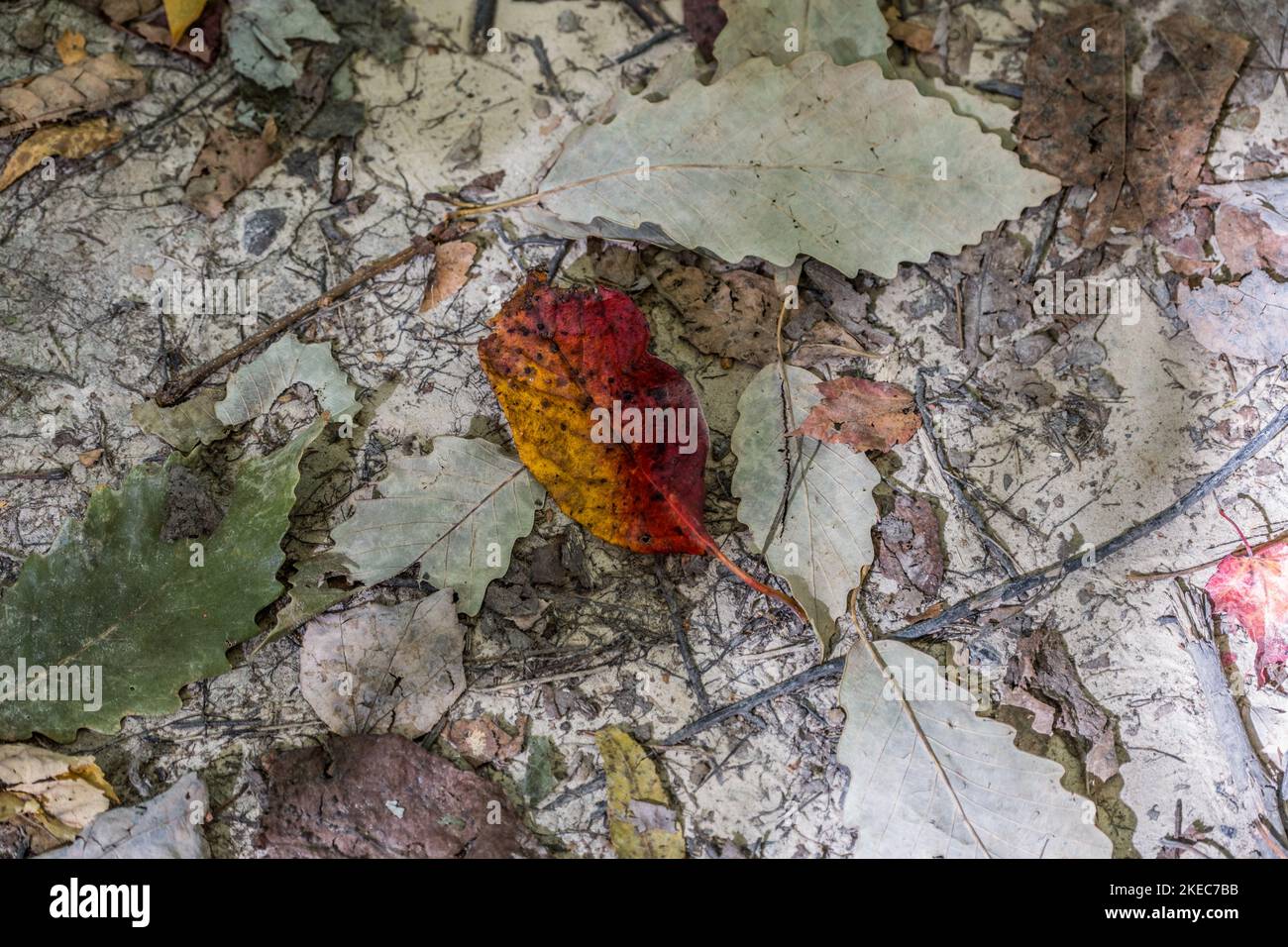 Miscela di detriti organici sul terreno forestale con una varietà di colori e texture che formano una natura astratta in una giornata di sole all'inizio dell'autunno Foto Stock