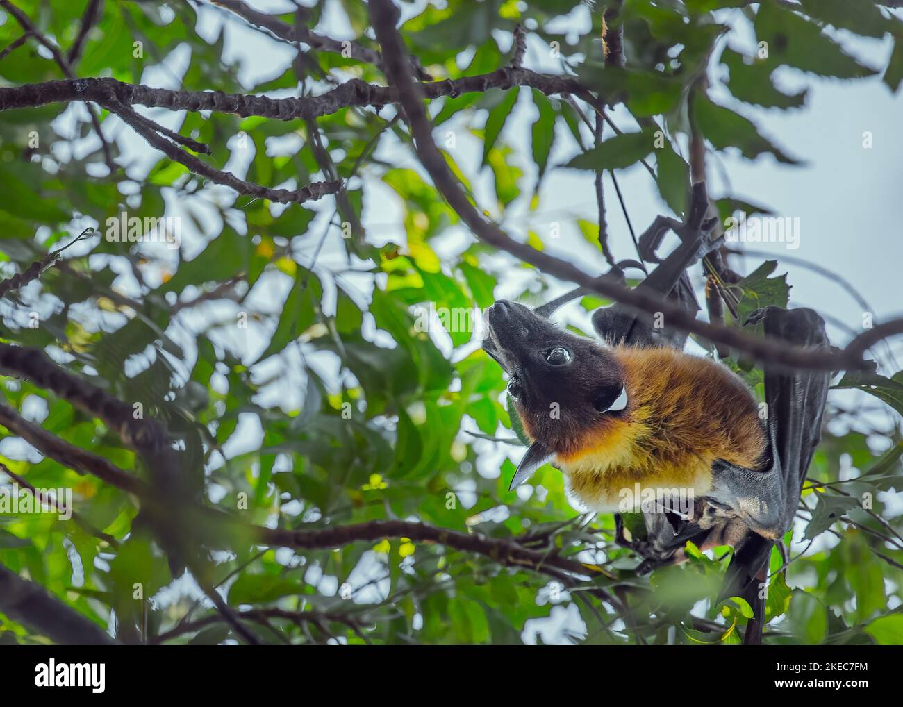 Un Bat appeso ad un albero ad occhi aperti Foto Stock