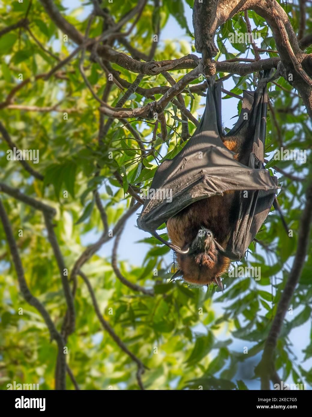 Un pipistrello appeso ad un albero e addormentato Foto Stock