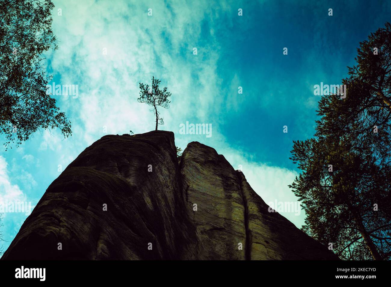 albero in cima alla roccia di montagna Foto Stock