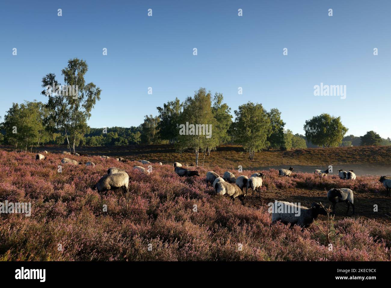 Weistruper Heide alla luce del mattino, Haltern, Renania settentrionale-Vestfalia, Germania Foto Stock