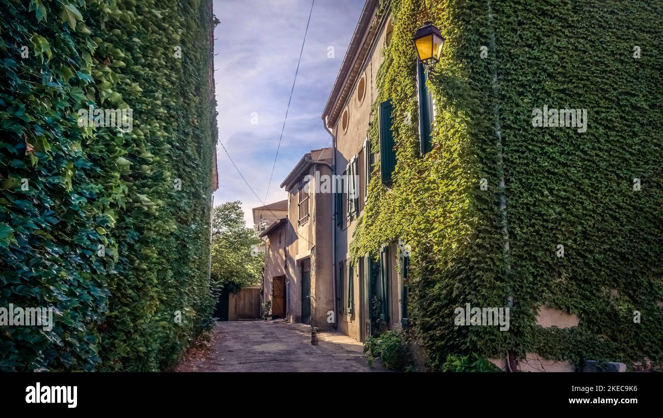 Village Street a Saint Nazaire d'Aude. Parete della casa coperta di edera. Pianta medicinale dell'anno 2010 Foto Stock