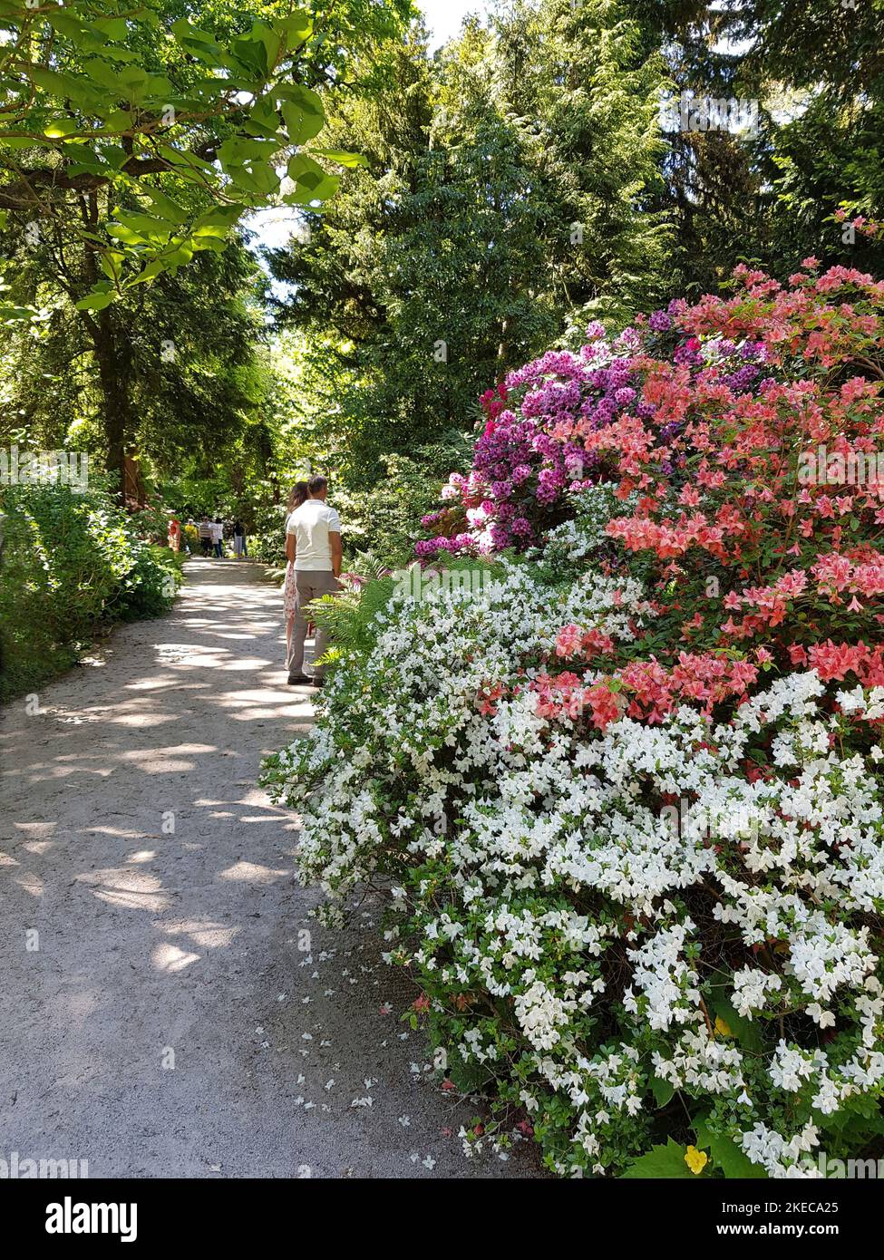 Giardino botanico, Rhododendron Grove, distretto di Nymphenburg, con 21,20 ettari e oltre 350, 000 visitatori l'anno, è uno dei più grandi giardini botanici in Germania. Progettato nel 1909 da Ludwig Ullmann, visitatori. Foto Stock