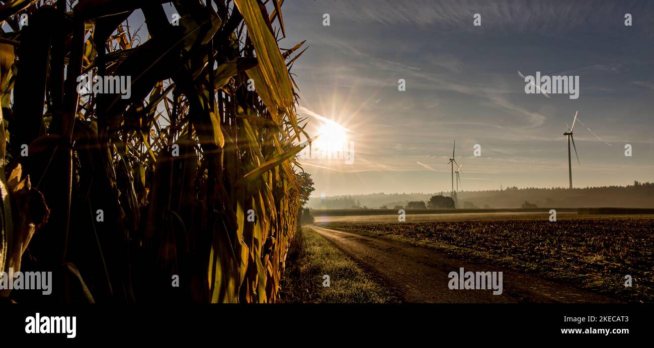 Energie rinnovabili nel paesaggio, nei pressi di Bad Saulgau, mais per biogas, sole per solare, turbina eolica per l'energia eolica Foto Stock