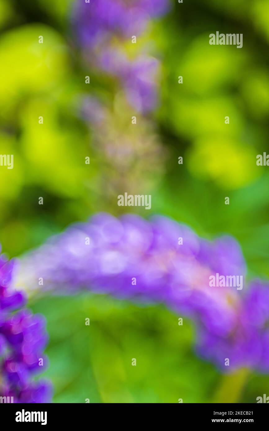 Giardino, astratto, carta da parati Foto Stock