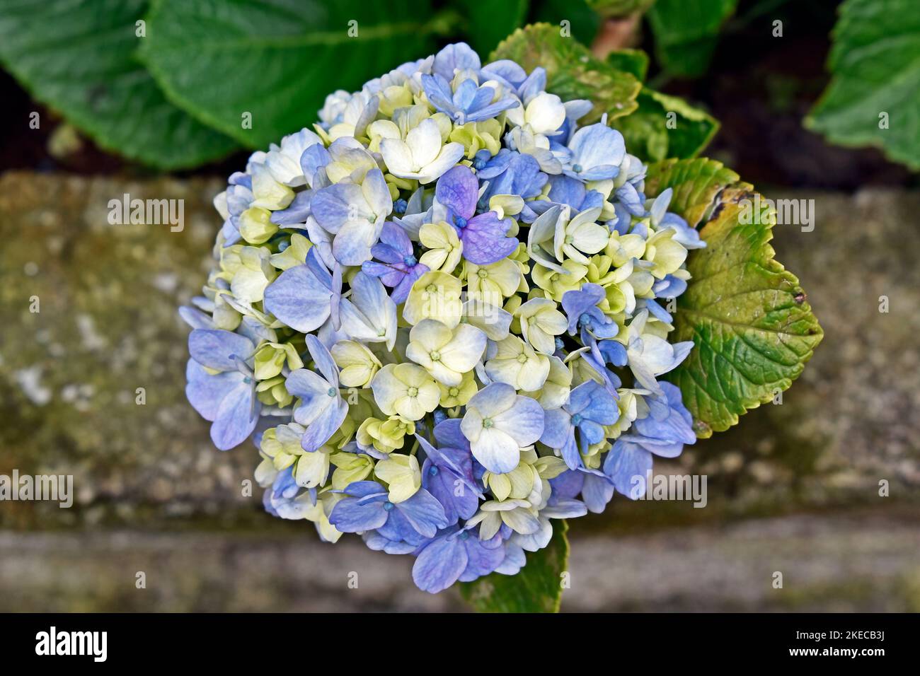 Fiore di idrangea blu (idrangea macrophylla) su giardino Foto Stock
