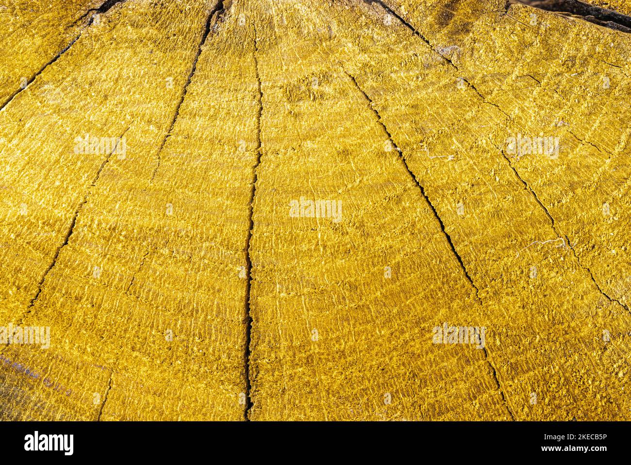 Sfondo di legno, modello di albero tagliato, crepe su sfondo di legno Foto Stock