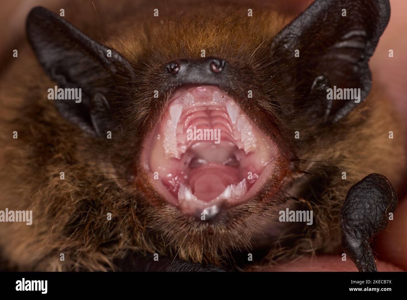 Pipistrelle soprano, Pipistrellus pygmaeus, bocca, dentizione Foto Stock