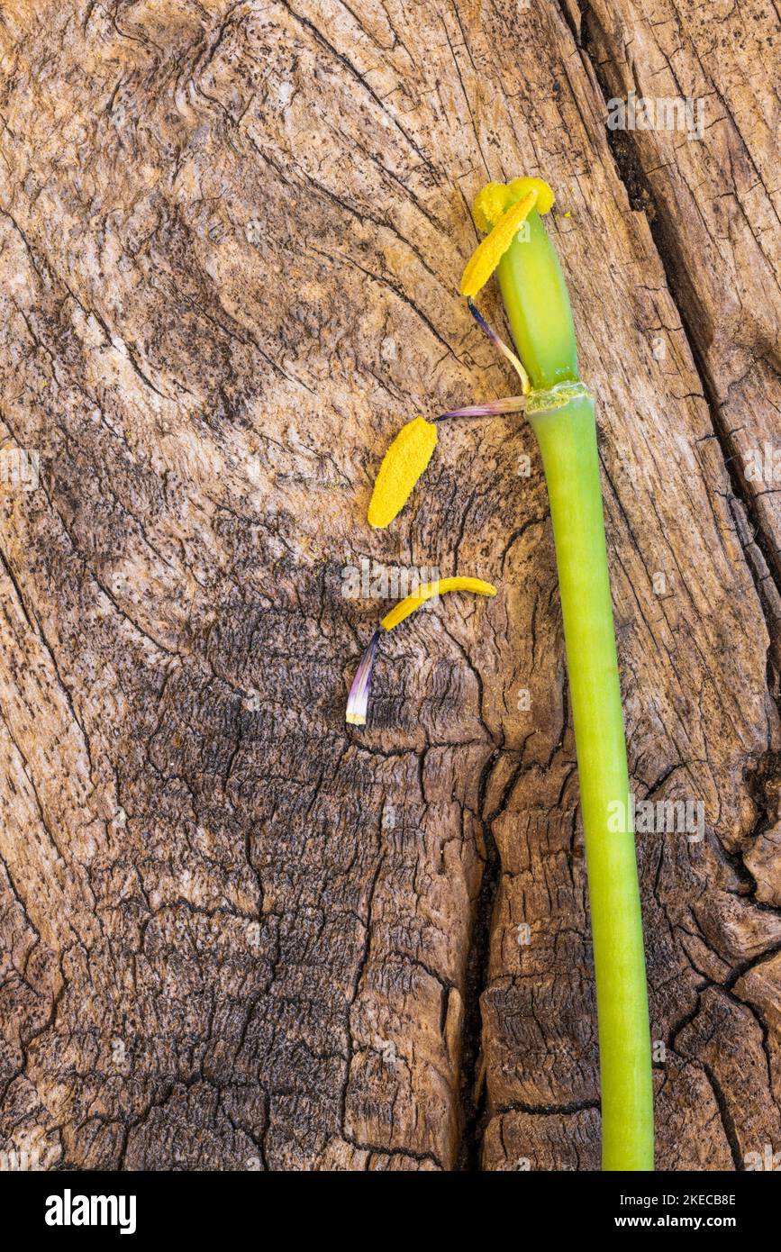 Un tulipano sbiadito su sfondo di legno, vita morta floreale Foto Stock