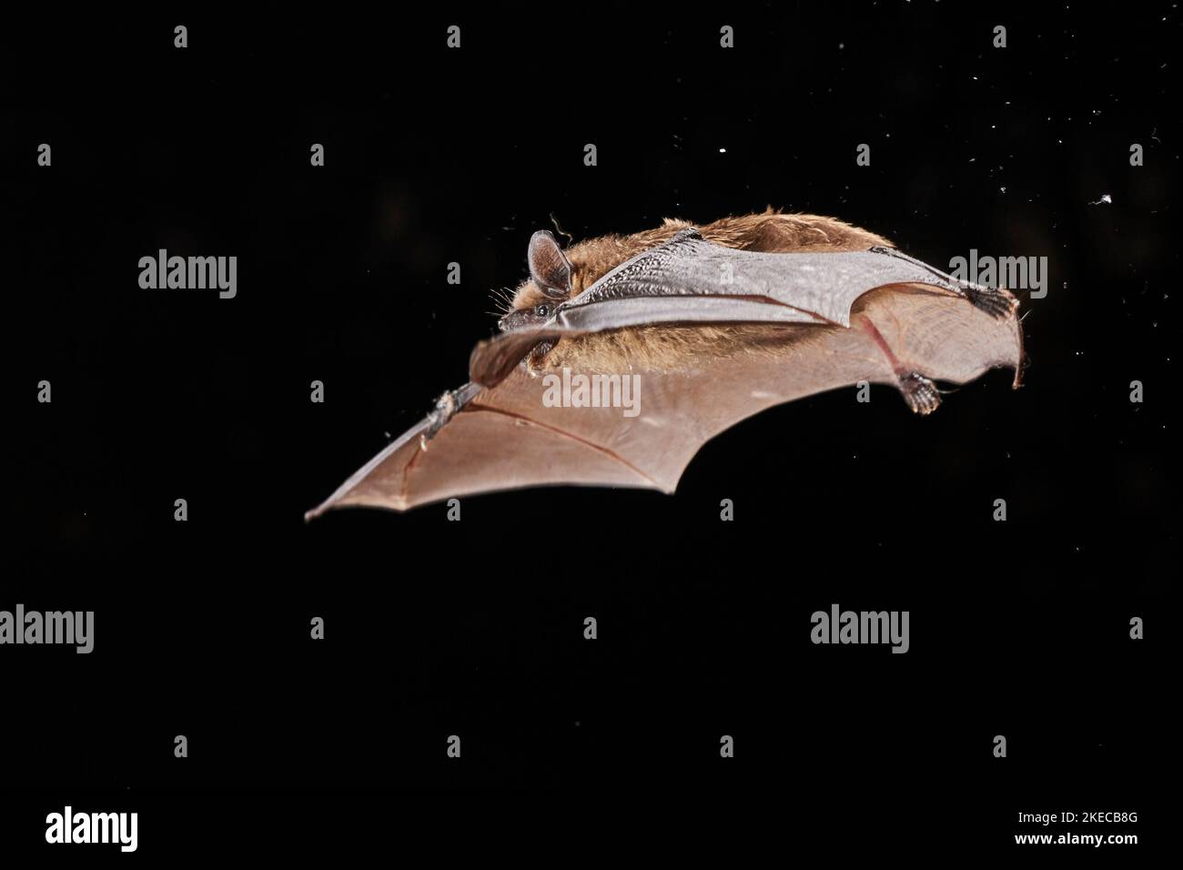 Grande pipistrello marrone, Eptesicus serotinus, in volo Foto Stock