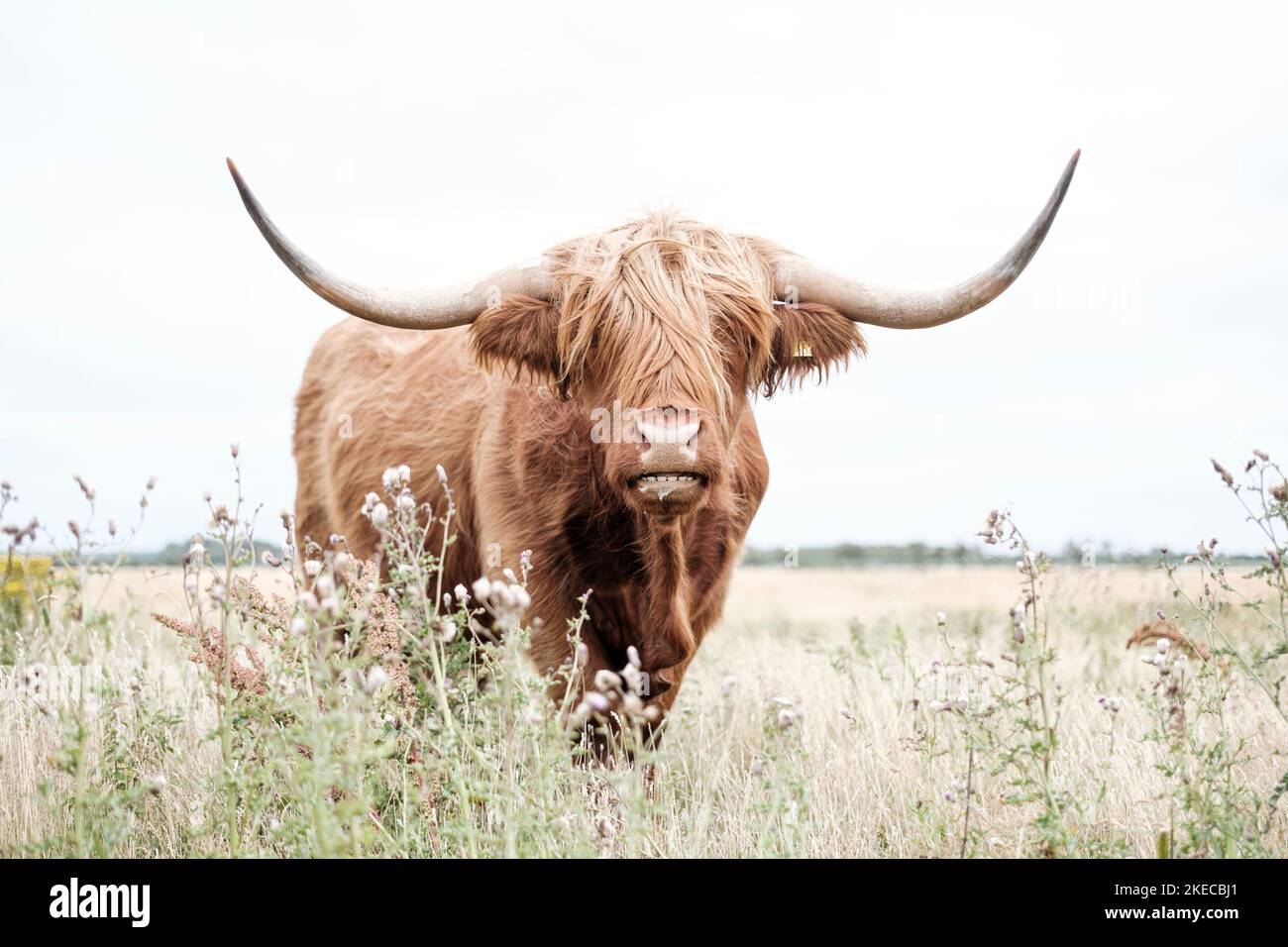 Galloway bestiame, ritratto Foto Stock