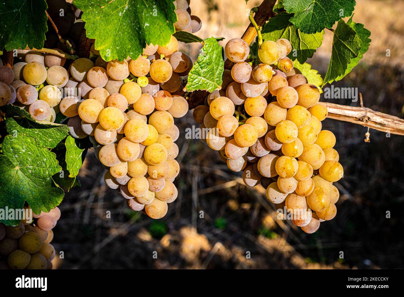 uve bianche sulla vite circondate da foglie di uva, bacche quasi mature sulla panicola dell'uva, Foto Stock