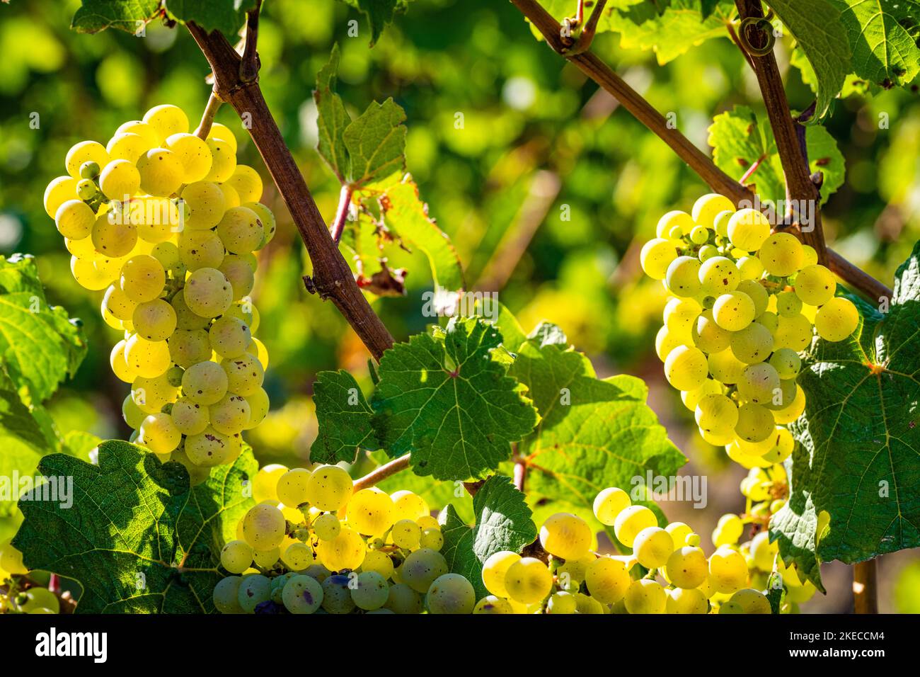 uve bianche sulla vite circondate da foglie di uva, bacche quasi mature sulla panicola dell'uva, Foto Stock