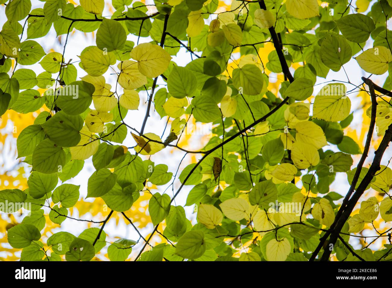 Foglie autunnali , foglie gialle-verdi-marroni Foto Stock