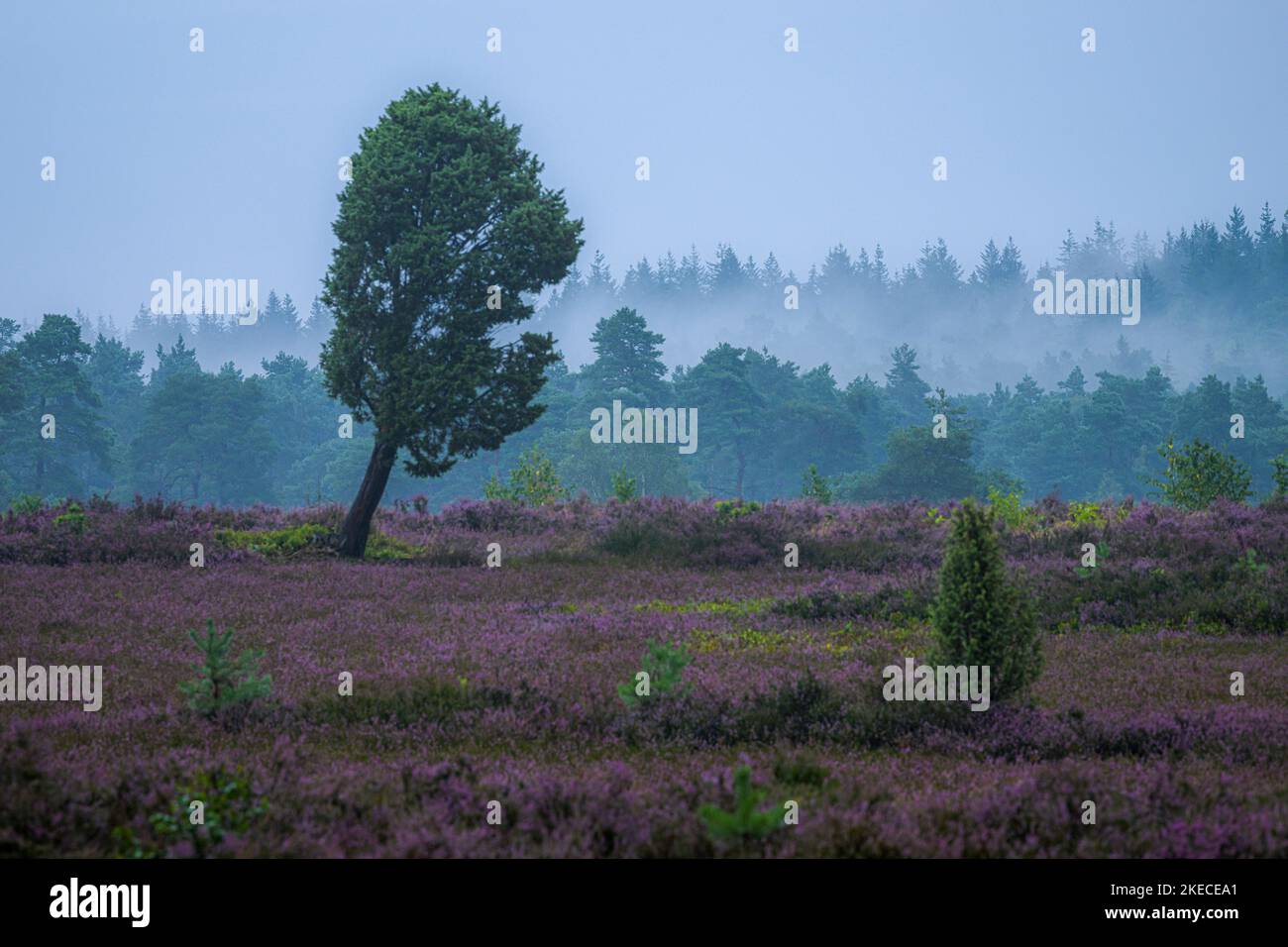 piovoso umore a Büsenbachtal vicino a Handeloh, Lüneburger Heide, bassa Sassonia, Germania, Europa Foto Stock