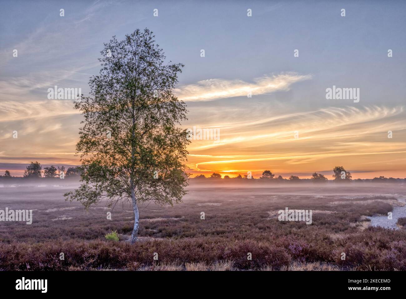 Paesaggi del Nemitzer Heide nella Wendland, in piena fioritura delle eriche la mattina presto Foto Stock