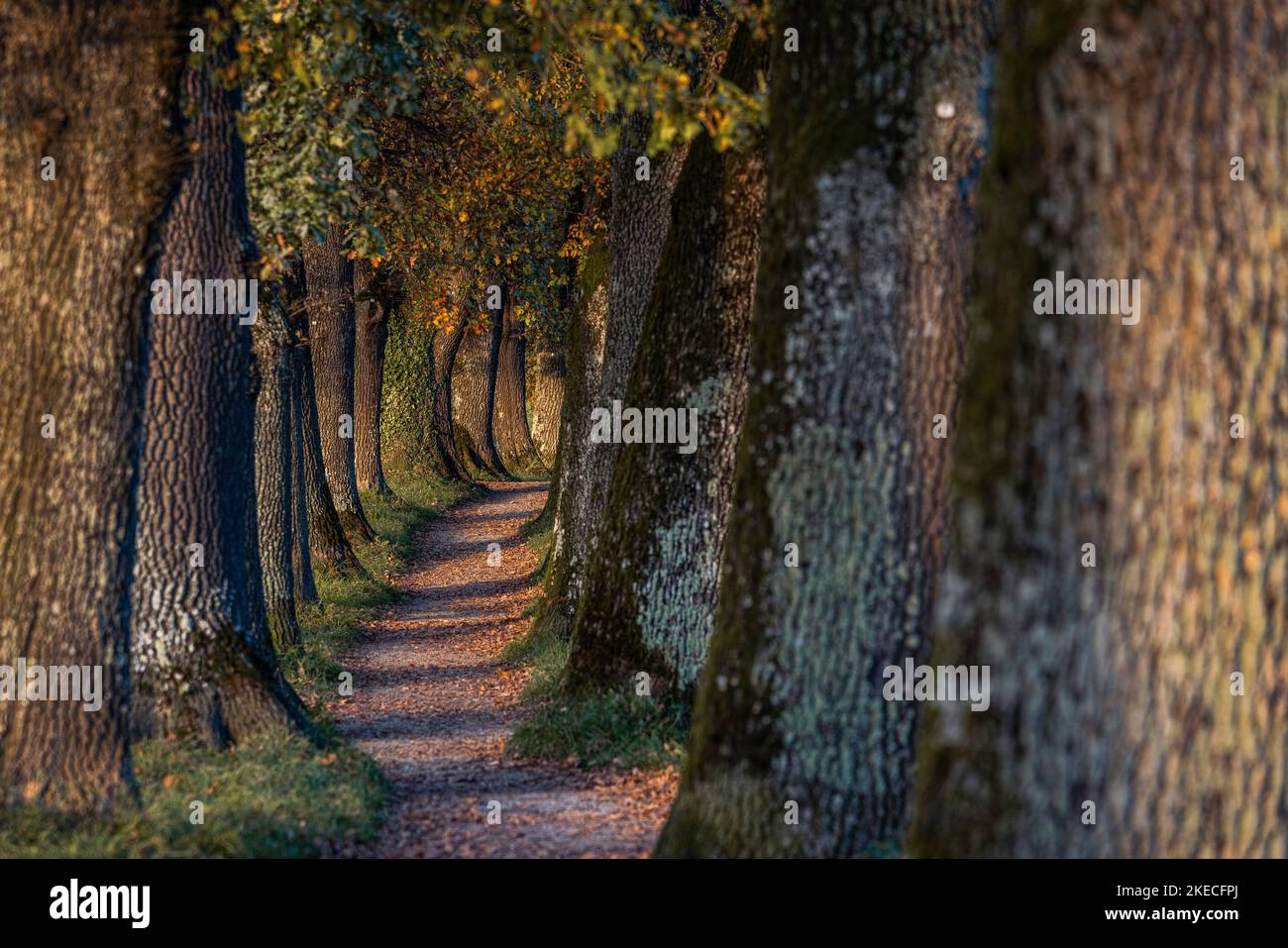 Viale Kottmüller in autunno. Murnau am Staffelsee, Baviera, Germania Foto Stock