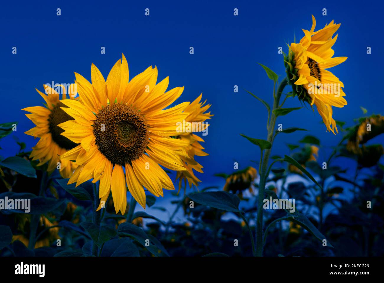 I girasoli brillano contro il cielo blu scuro della sera Foto Stock